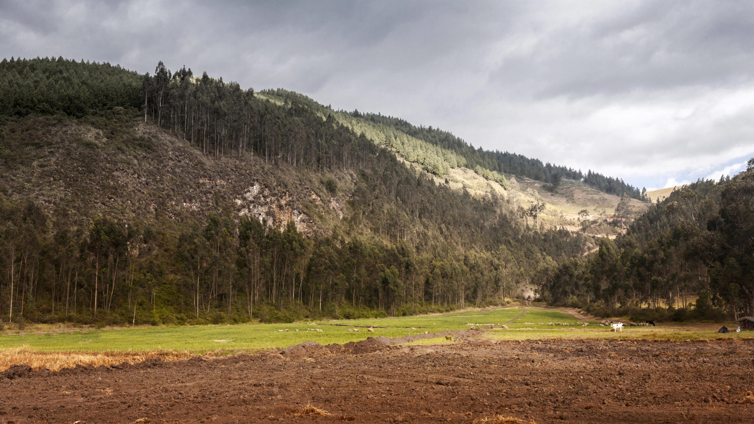 Plowed field facing a forested mountain valley